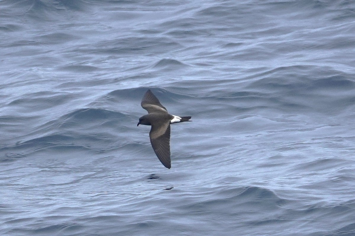 Townsend's Storm-Petrel - ML642413929