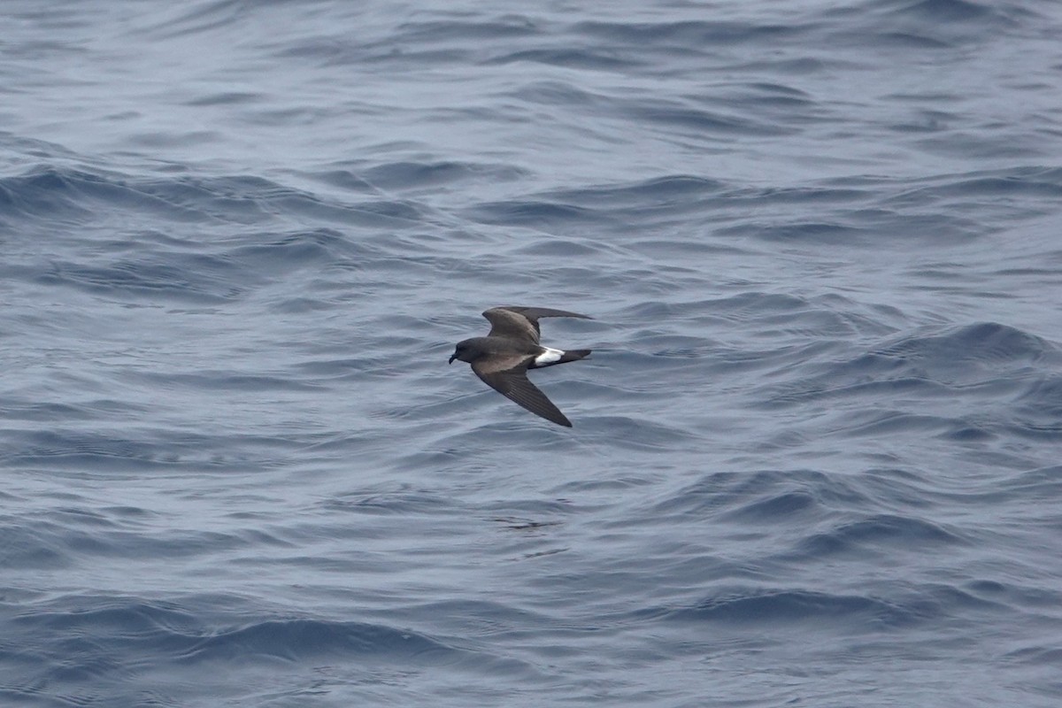 Townsend's Storm-Petrel - ML642413930