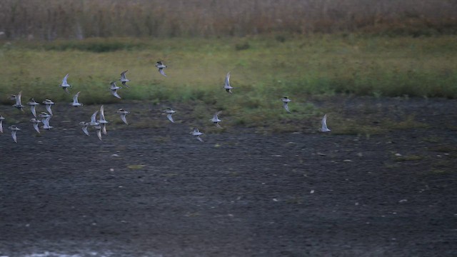 kulík hnědokřídlý - ML642413936