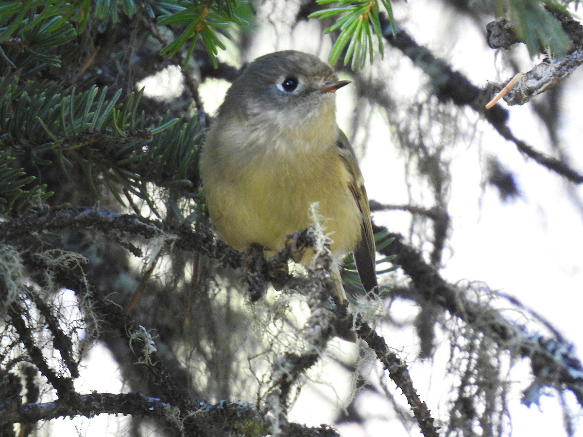 Ruby-crowned Kinglet - ML642413942