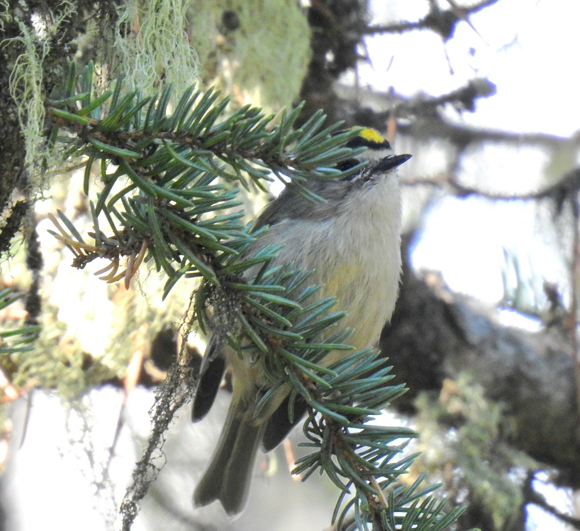 Golden-crowned Kinglet - ML642413948