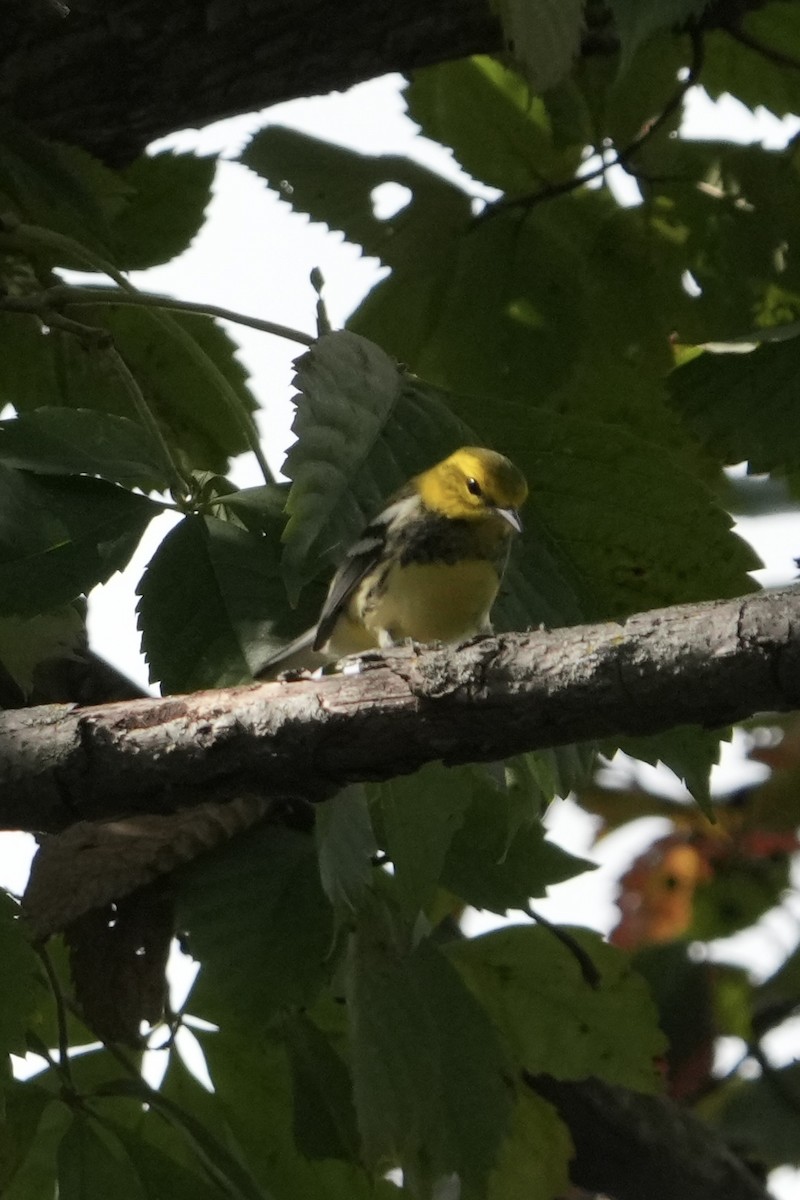 Black-throated Green Warbler - ML642413962