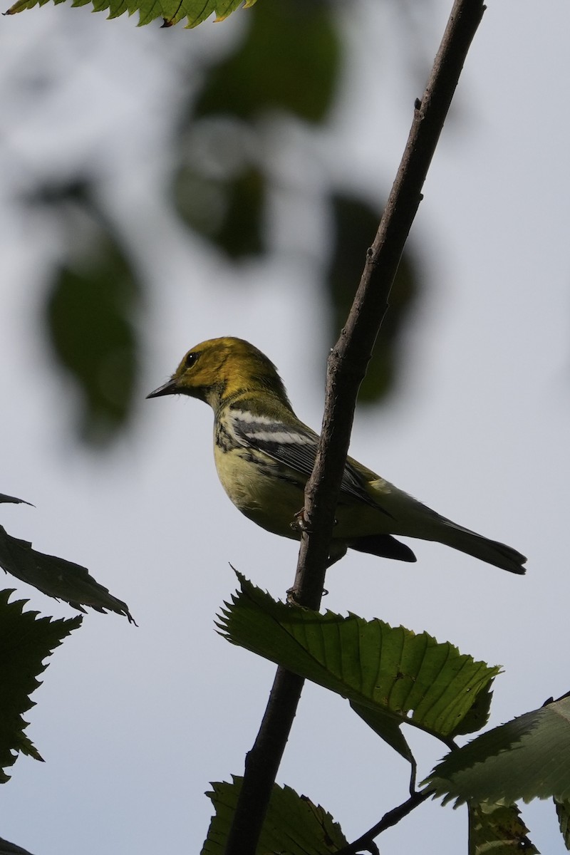 Black-throated Green Warbler - ML642413963