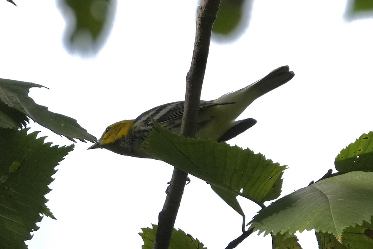 Black-throated Green Warbler - ML642413964