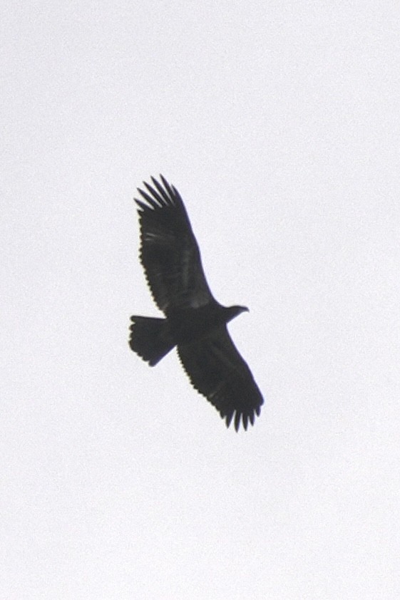 Bald Eagle - ML642413977