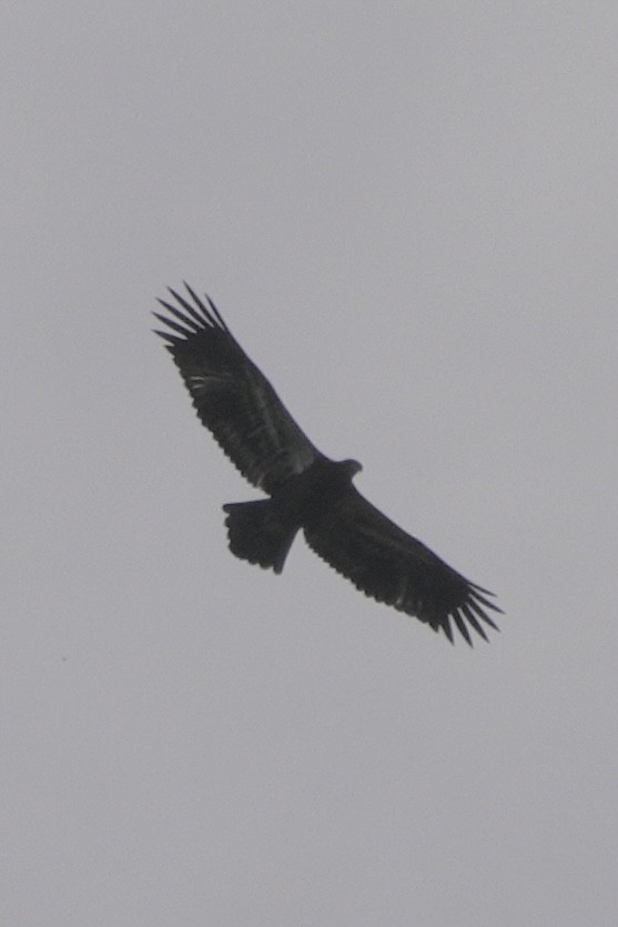 Bald Eagle - ML642413978