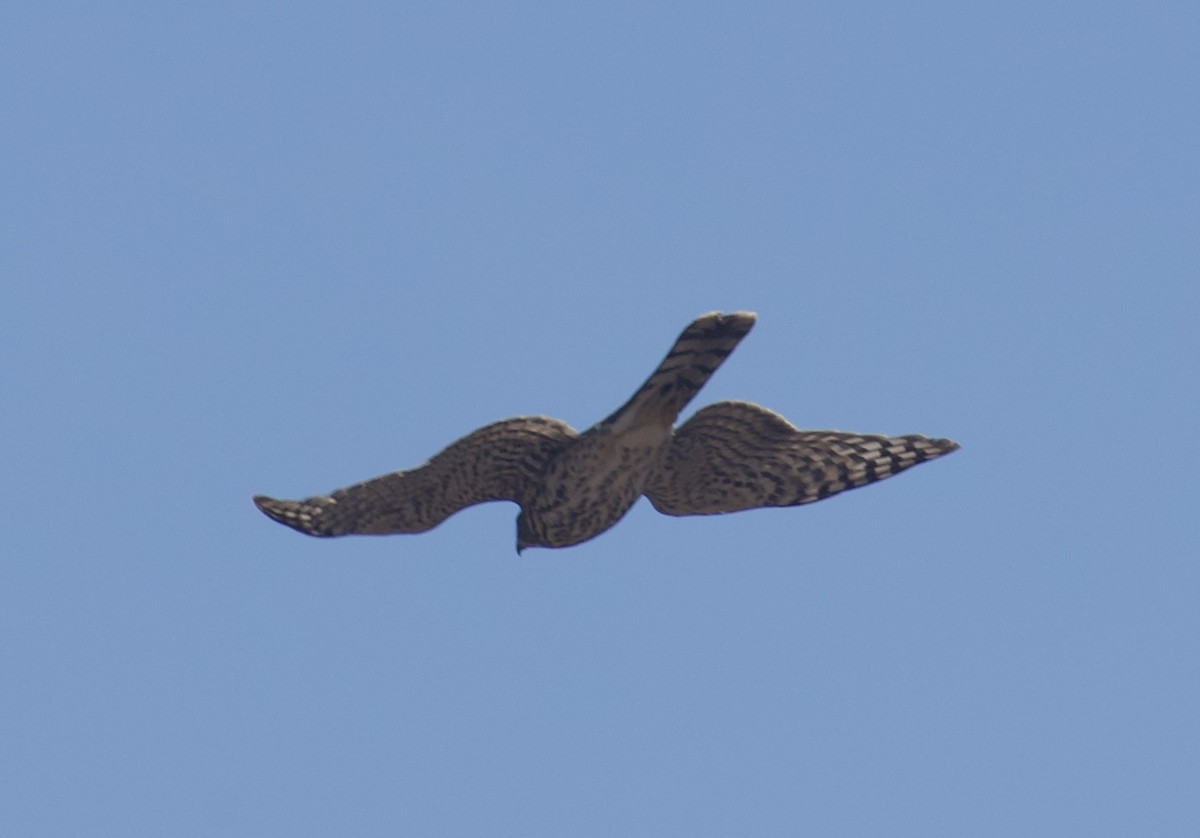 Cooper's Hawk - ML642413991