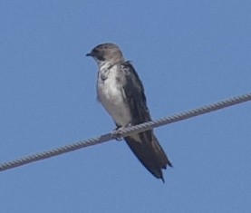 Violet-green Swallow - ML642414005