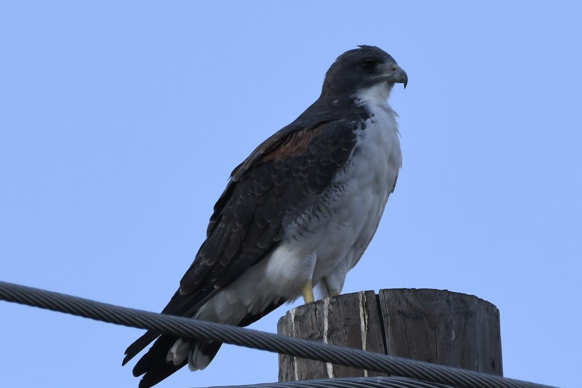 White-tailed Hawk - ML642414041