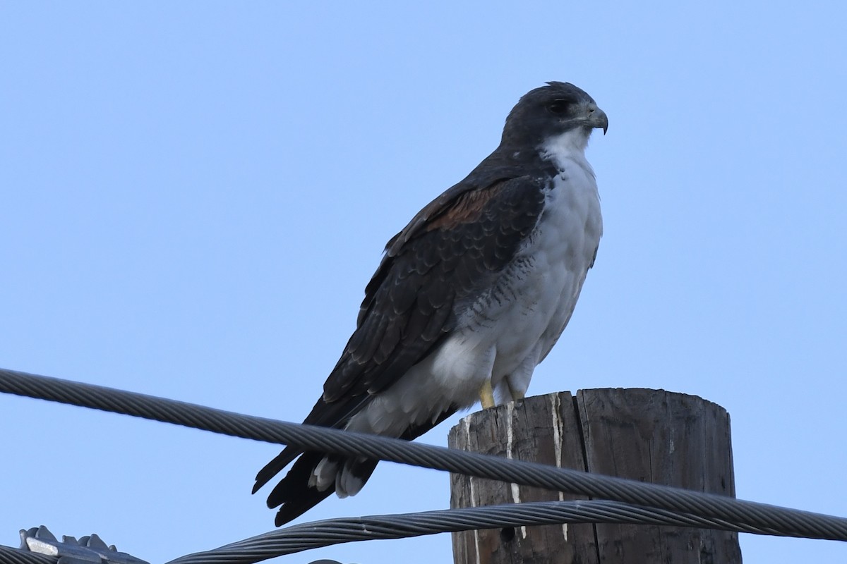 káně pestrá - ML642414042