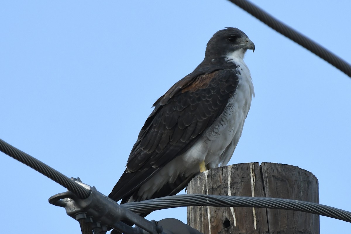káně pestrá - ML642414043