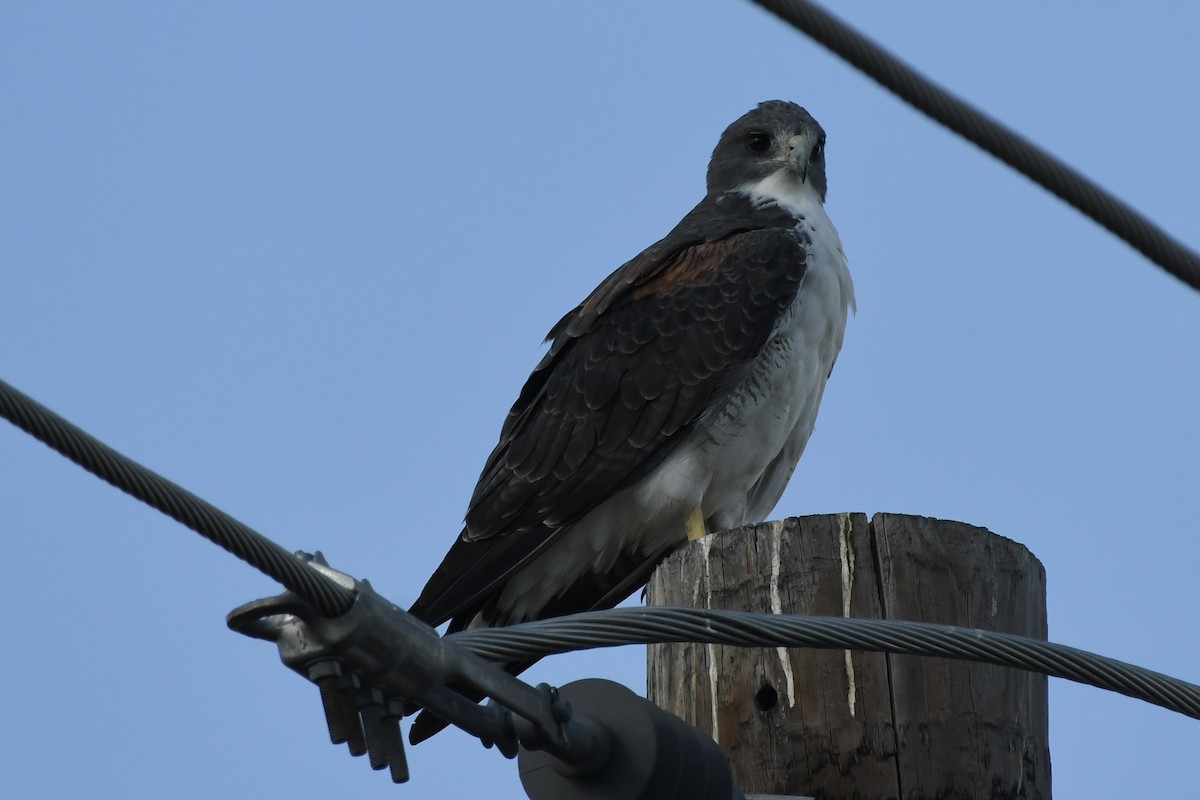 White-tailed Hawk - ML642414045