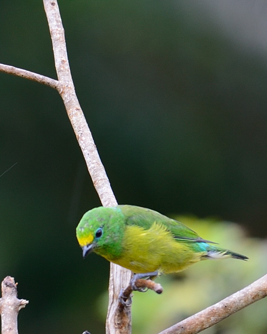 Blue-naped Chlorophonia - ML642414049