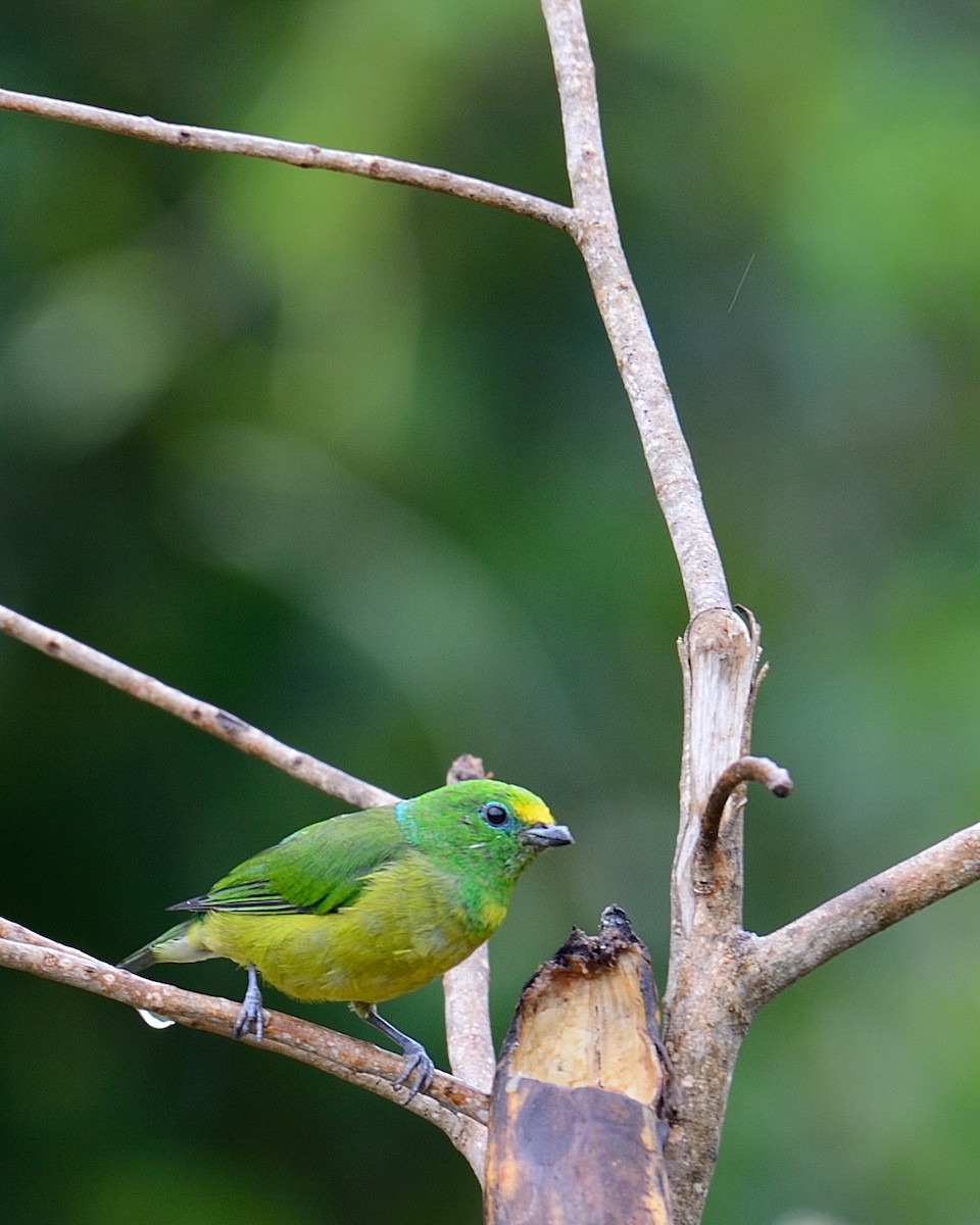 Blue-naped Chlorophonia - ML642414052