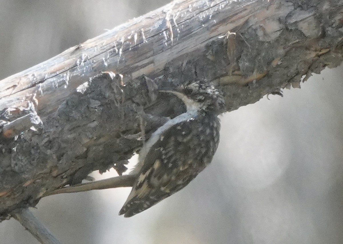 Brown Creeper - ML642414061