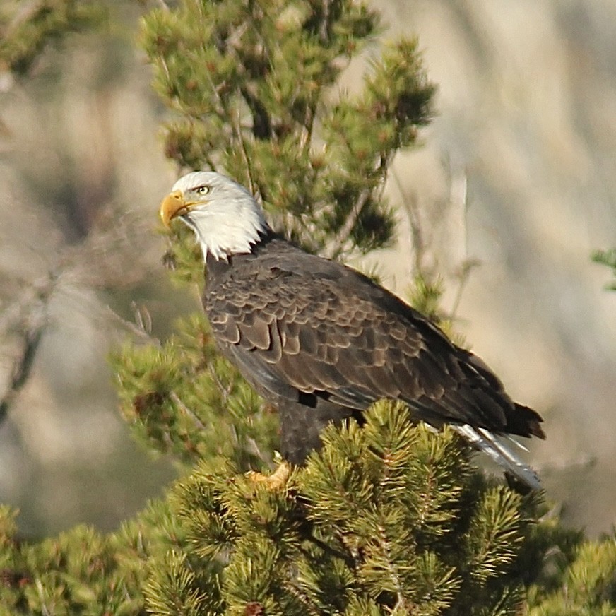 Bald Eagle - ML642414105