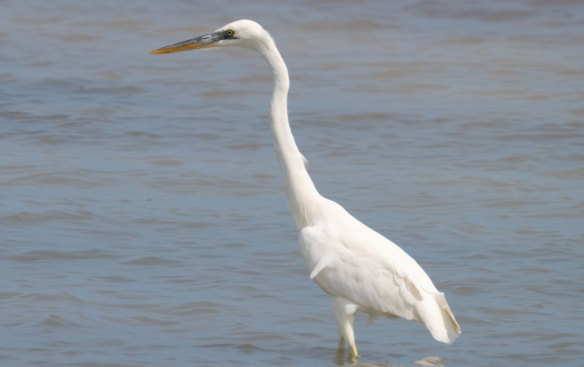 Great Blue Heron (Great White) - ML642414112