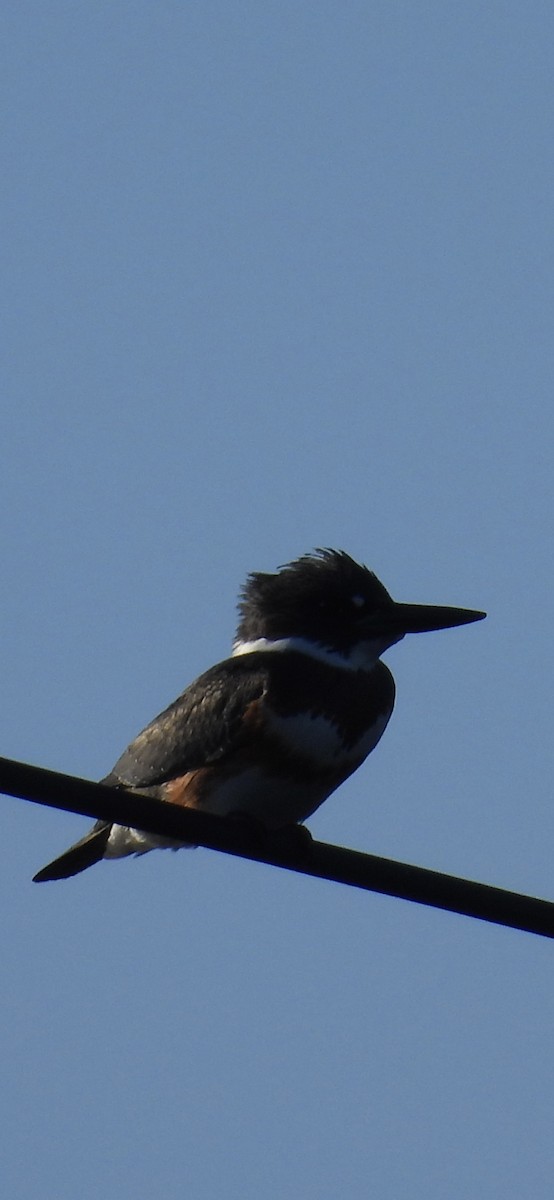 Belted Kingfisher - ML642414113