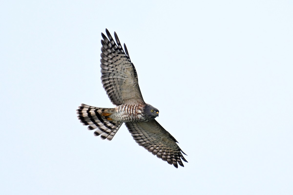 Chinese Sparrowhawk - ML642414114