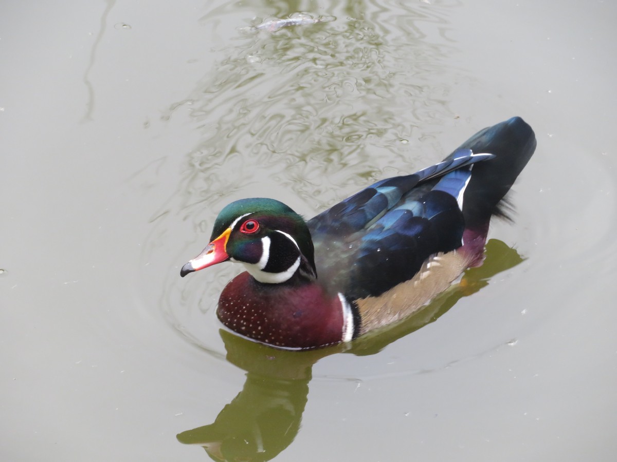 Wood Duck - ML642414118