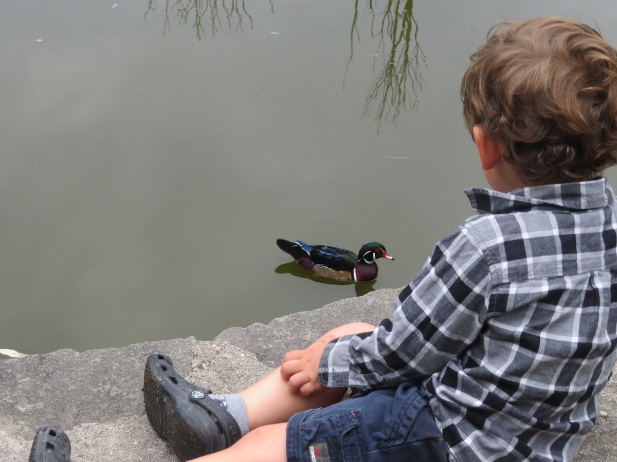 Wood Duck - ML642414119
