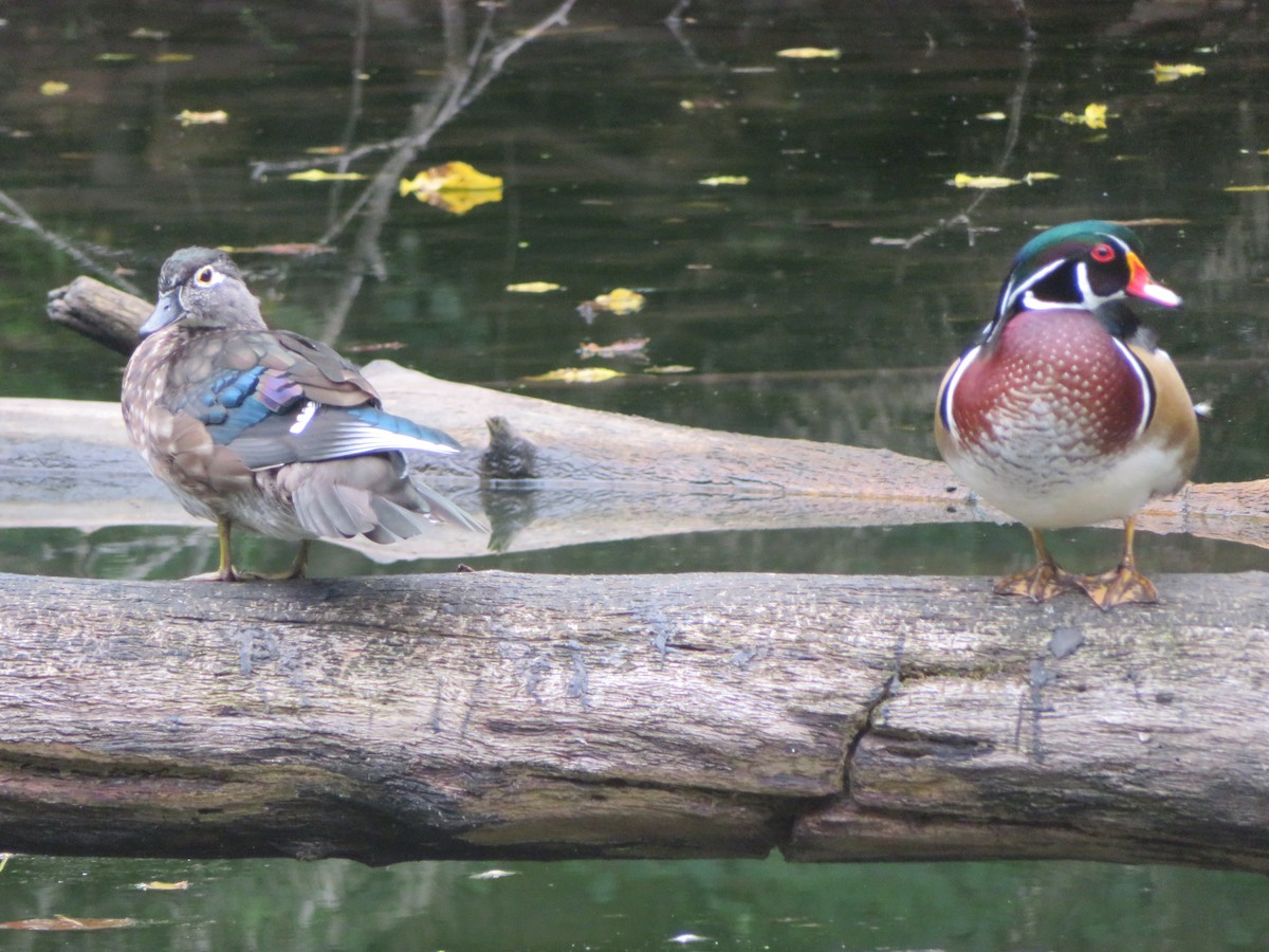 Wood Duck - ML642414121