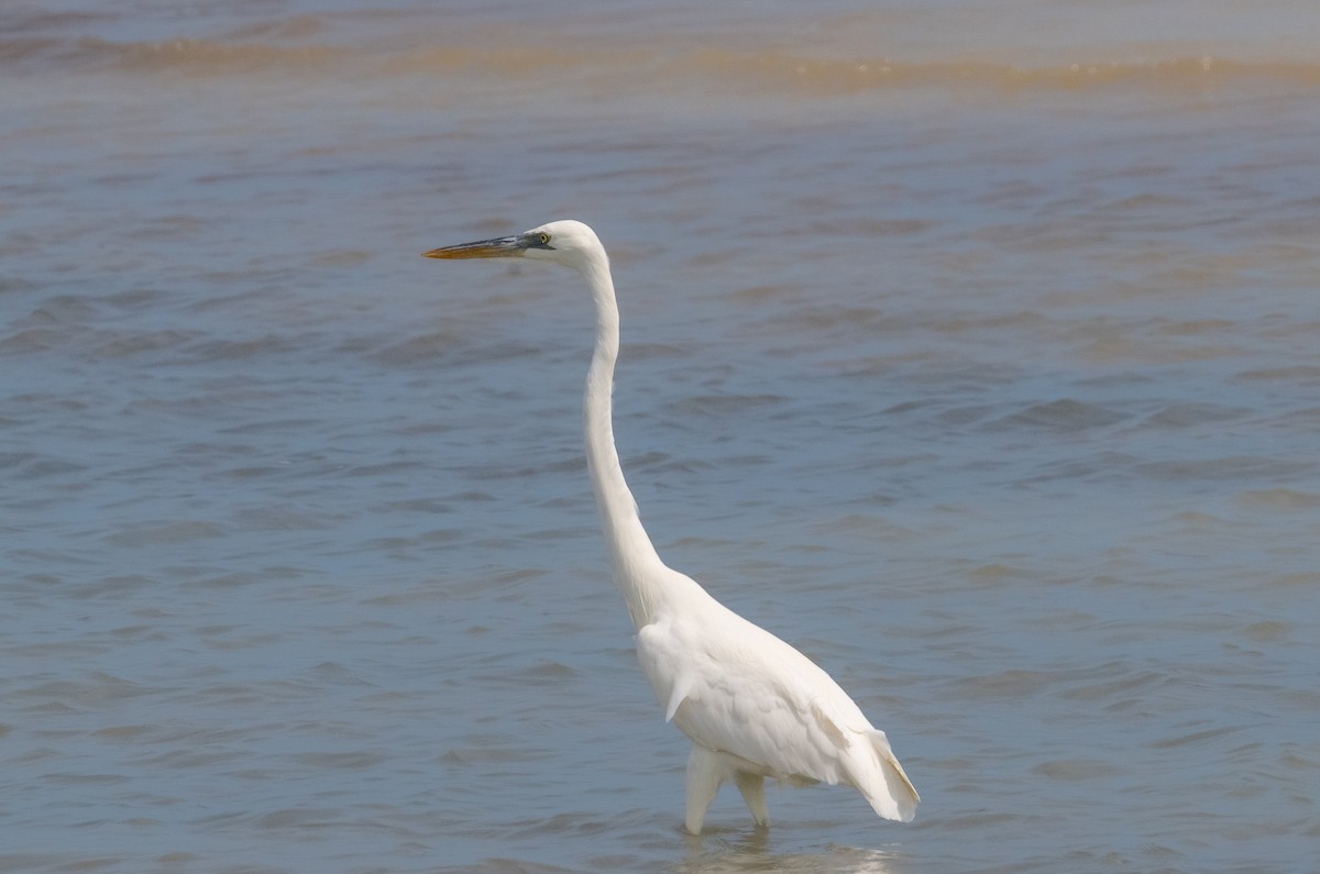 Great Blue Heron (Great White) - ML642414124