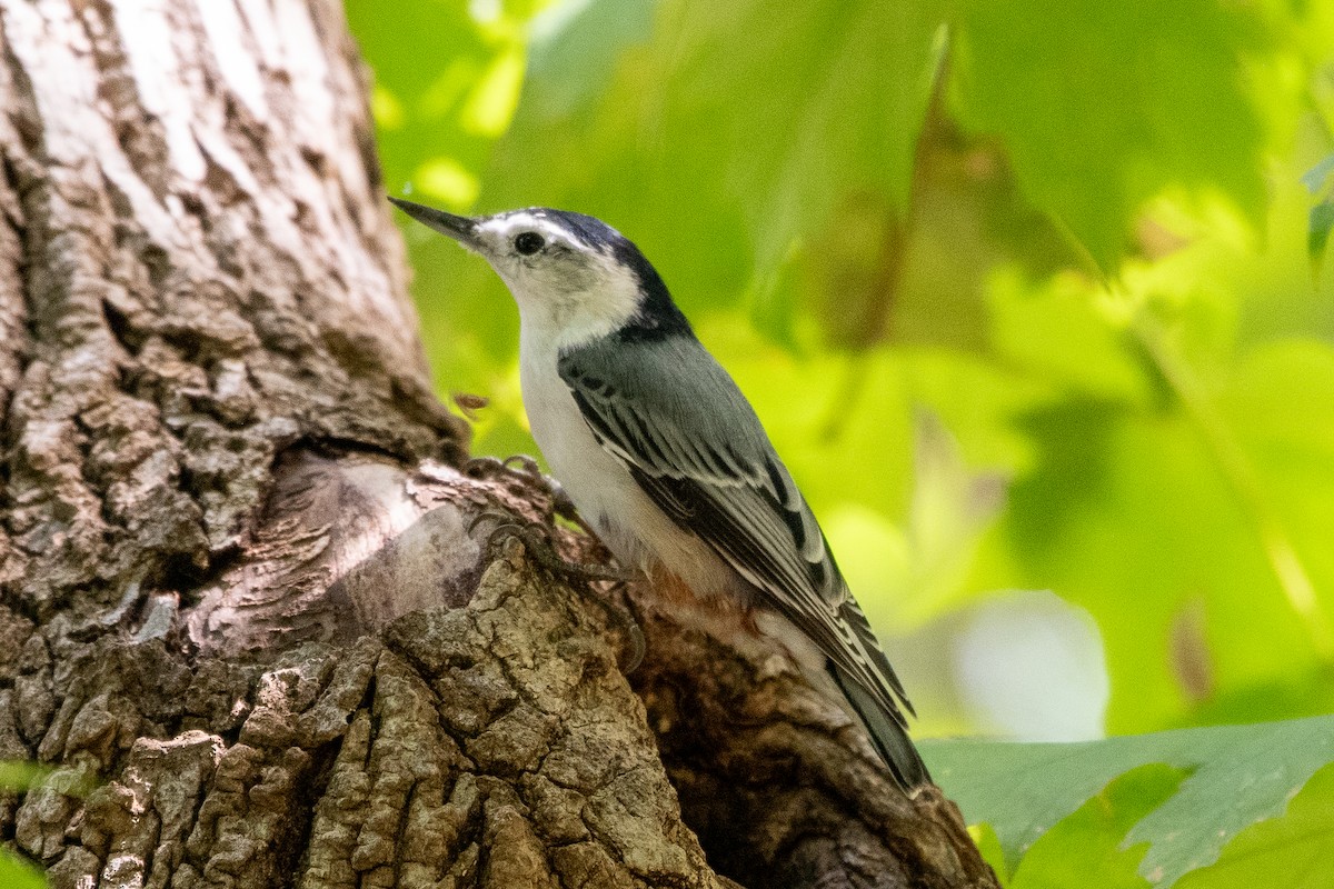 White-breasted Nuthatch (Eastern) - ML642414125