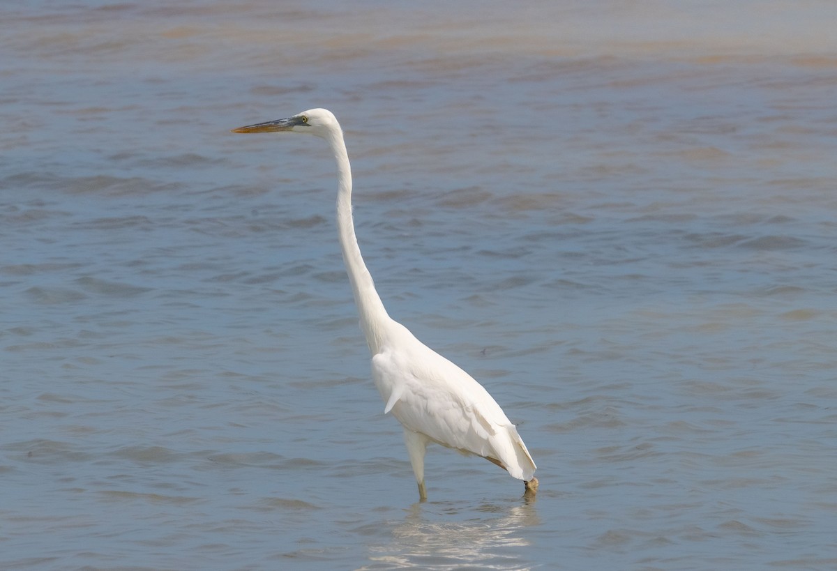 Great Blue Heron (Great White) - ML642414126