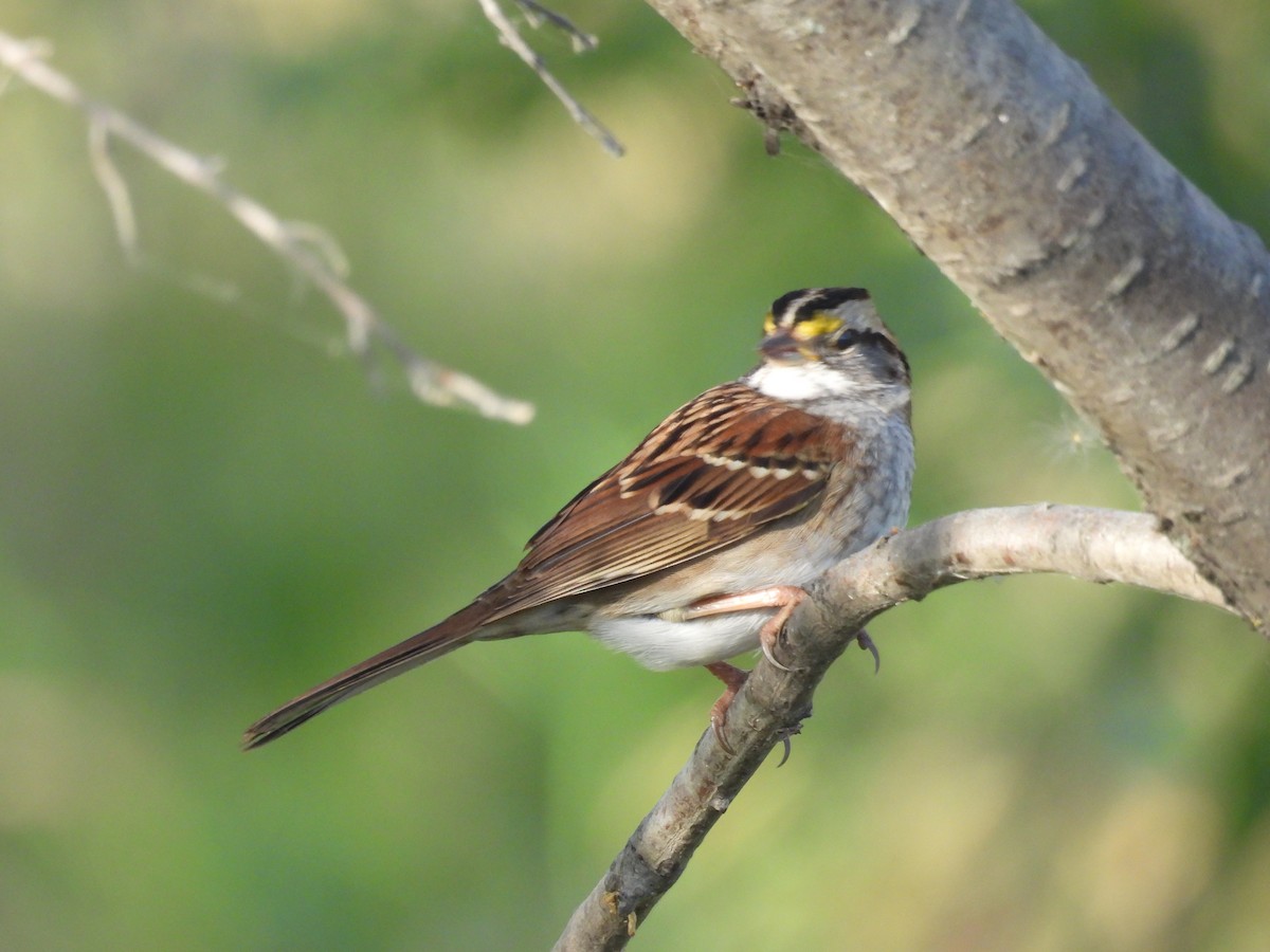 White-throated Sparrow - ML642414127