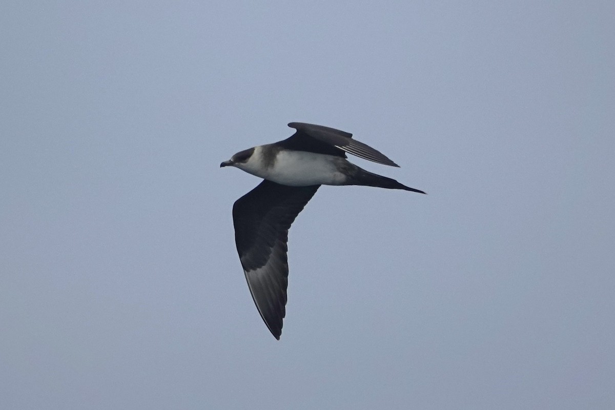 Parasitic Jaeger - ML642414128