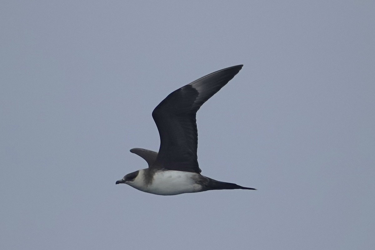 Parasitic Jaeger - ML642414129