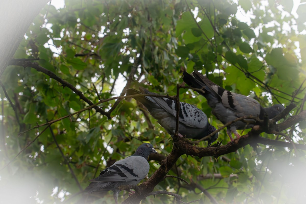 Rock Pigeon (Feral Pigeon) - ML642414130