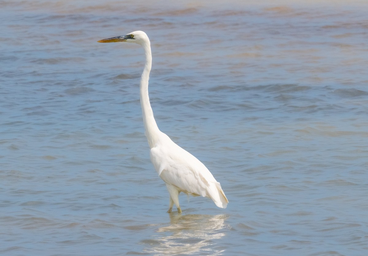 Great Blue Heron (Great White) - ML642414131