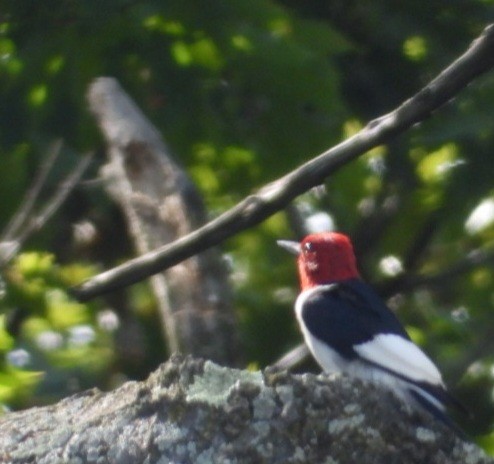 Red-headed Woodpecker - ML642414132