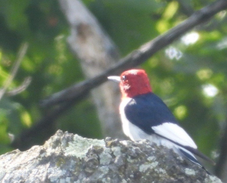 Red-headed Woodpecker - ML642414133