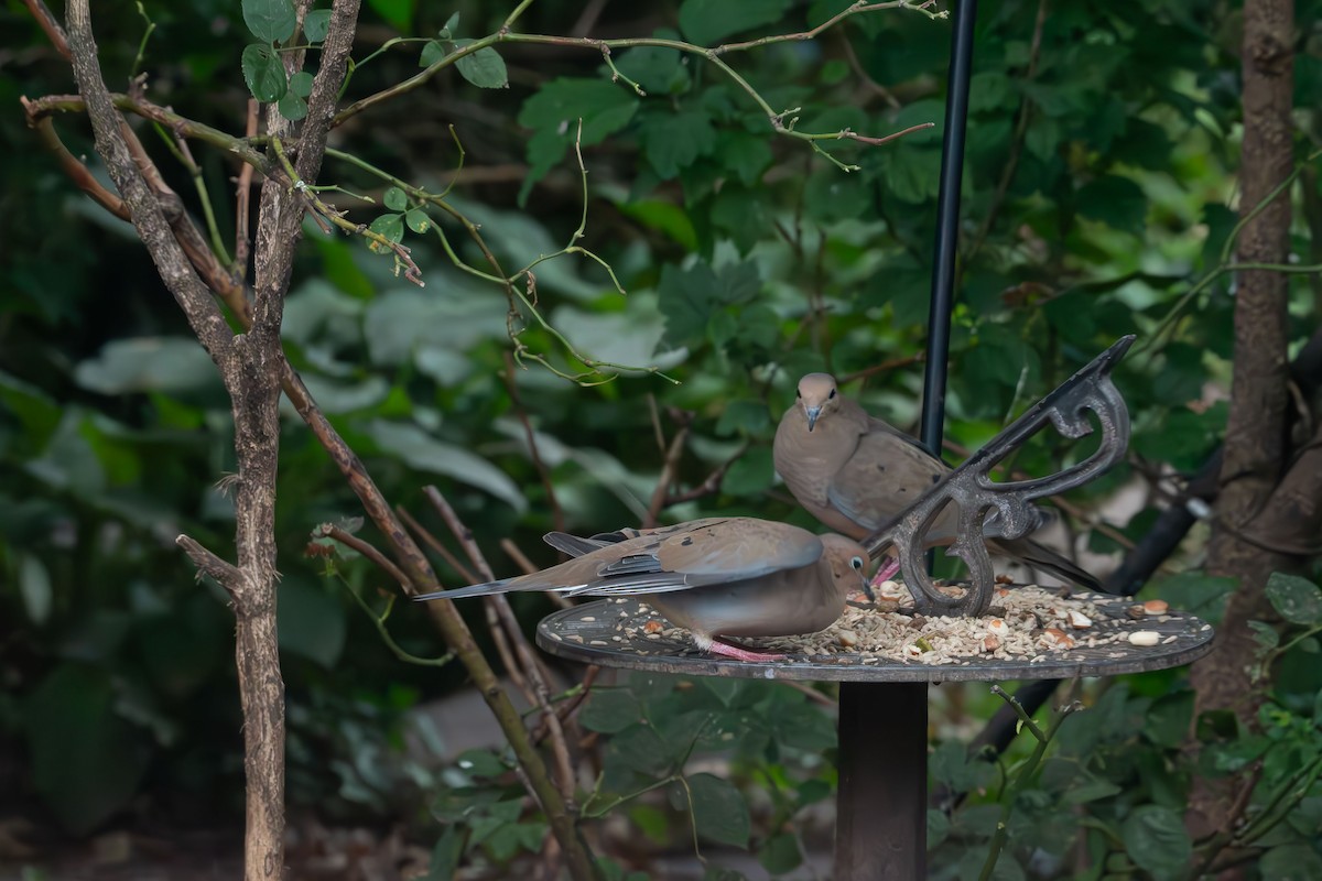 Mourning Dove - ML642414134