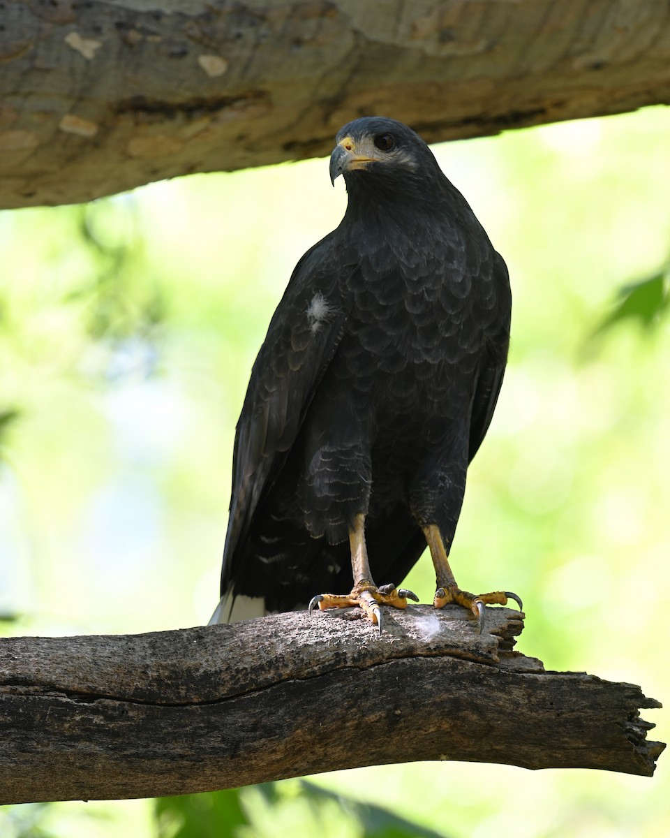 Common Black Hawk (Common) - ML642414136