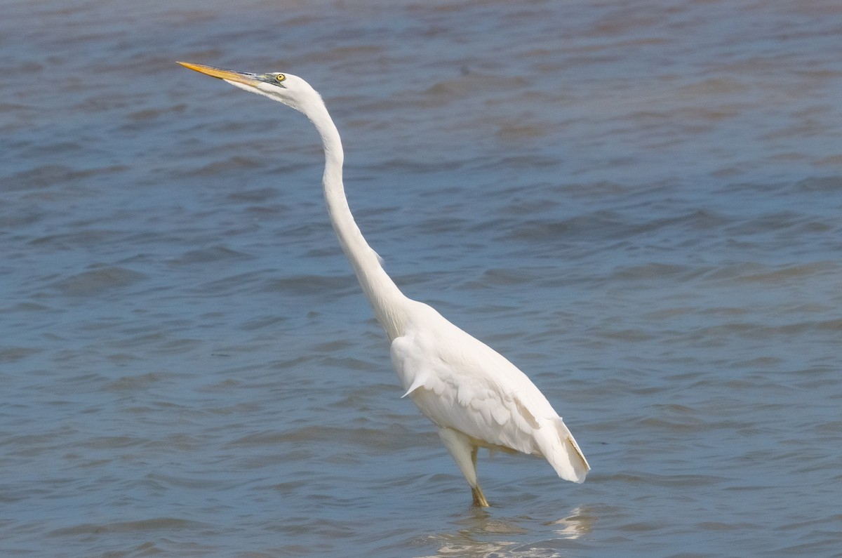 Great Blue Heron (Great White) - ML642414138