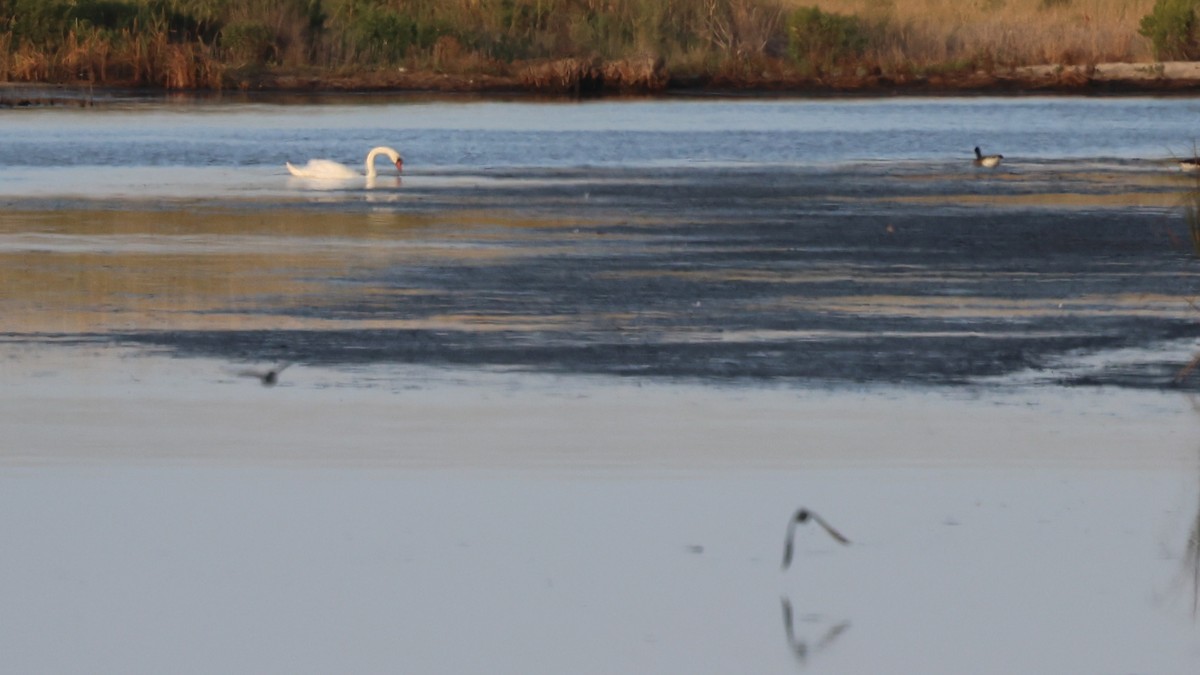Mute Swan - ML642414139