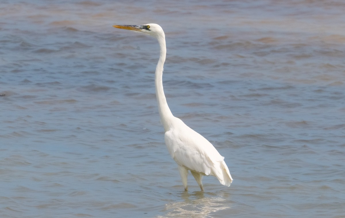 Great Blue Heron (Great White) - ML642414140
