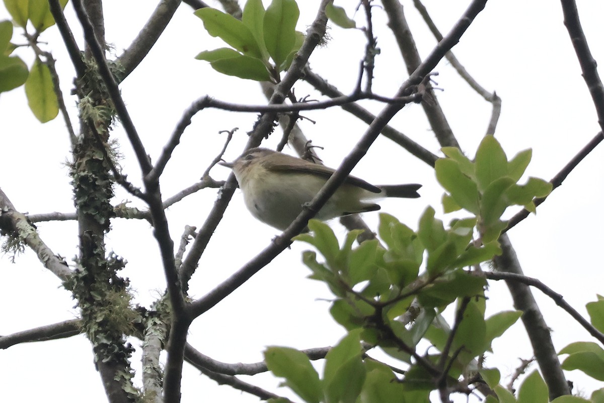 Warbling Vireo - ML642414142