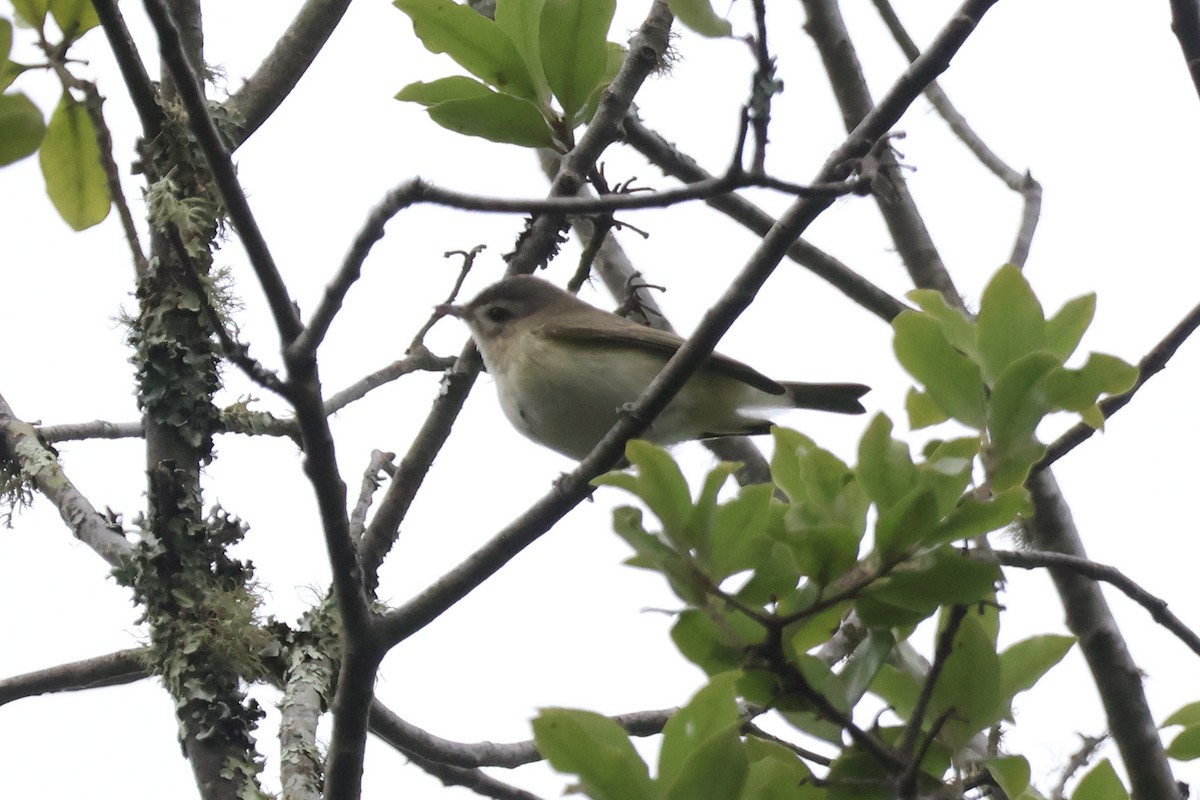 Warbling Vireo - ML642414143