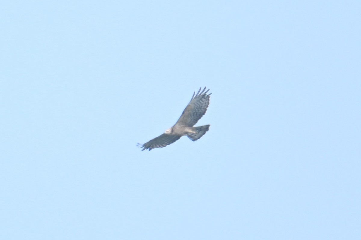 Oriental Honey-buzzard - ML642414144