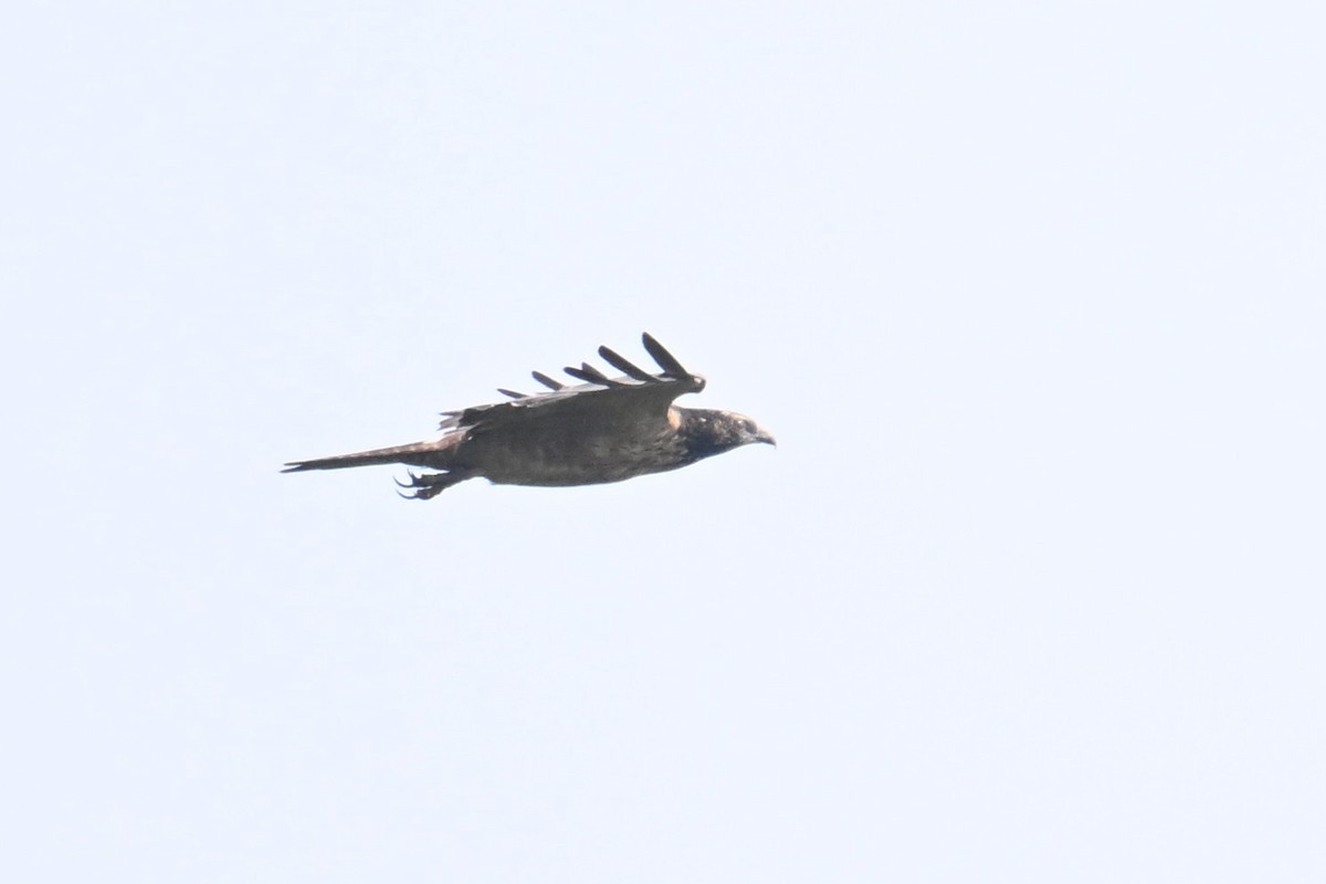 Oriental Honey-buzzard - ML642414145