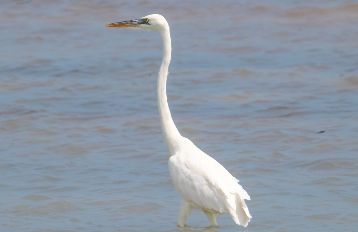 Great Blue Heron (Great White) - ML642414146