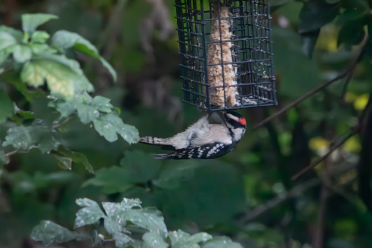 Downy Woodpecker - ML642414148