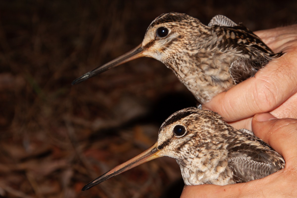 Swinhoe's Snipe - ML642414149