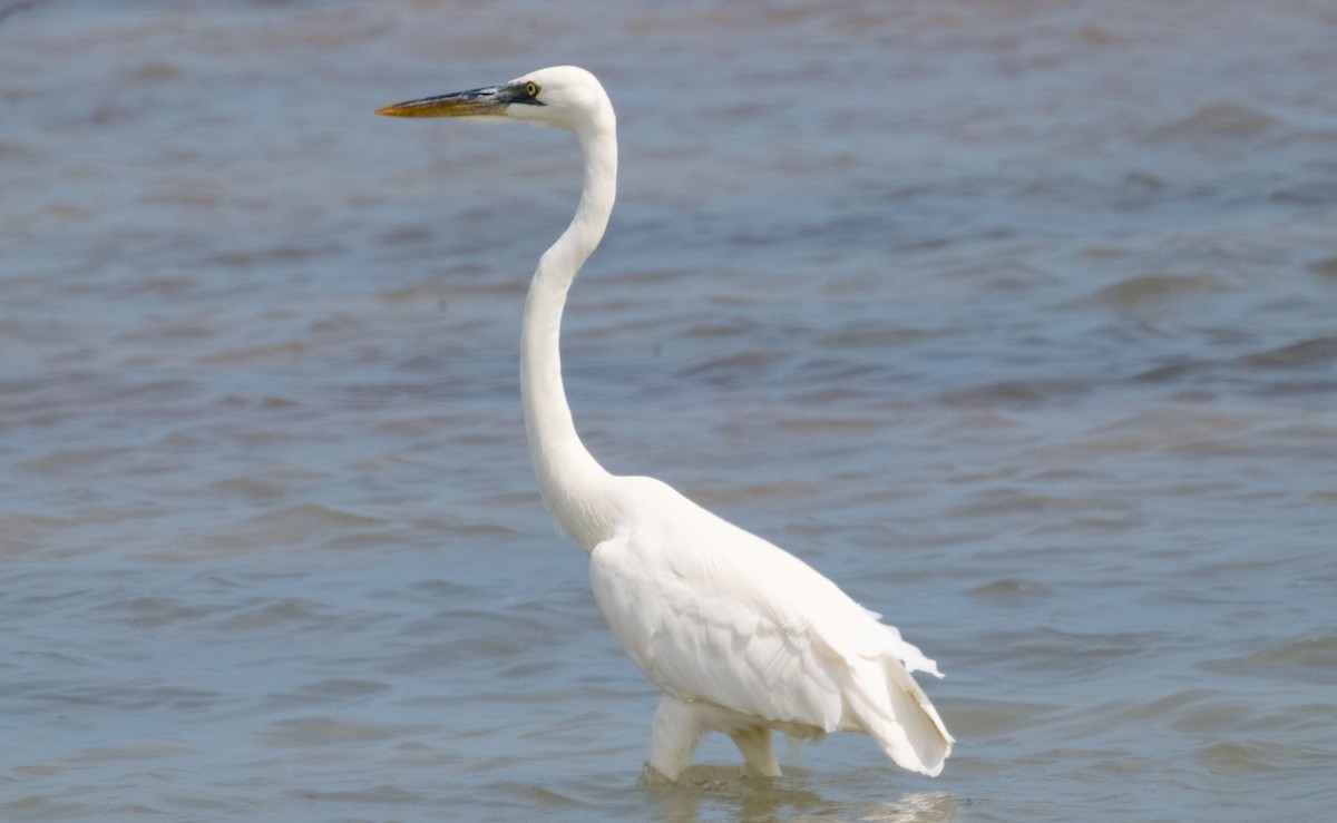 Great Blue Heron (Great White) - ML642414151