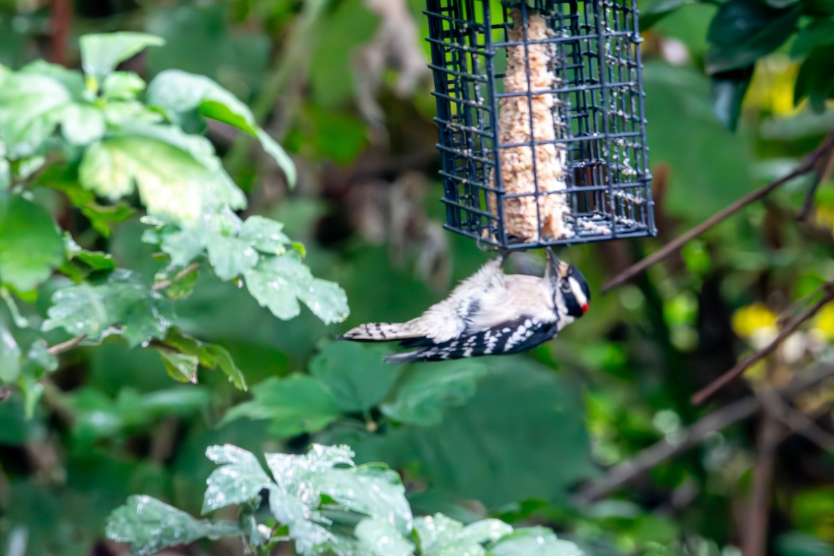 Downy Woodpecker - ML642414152